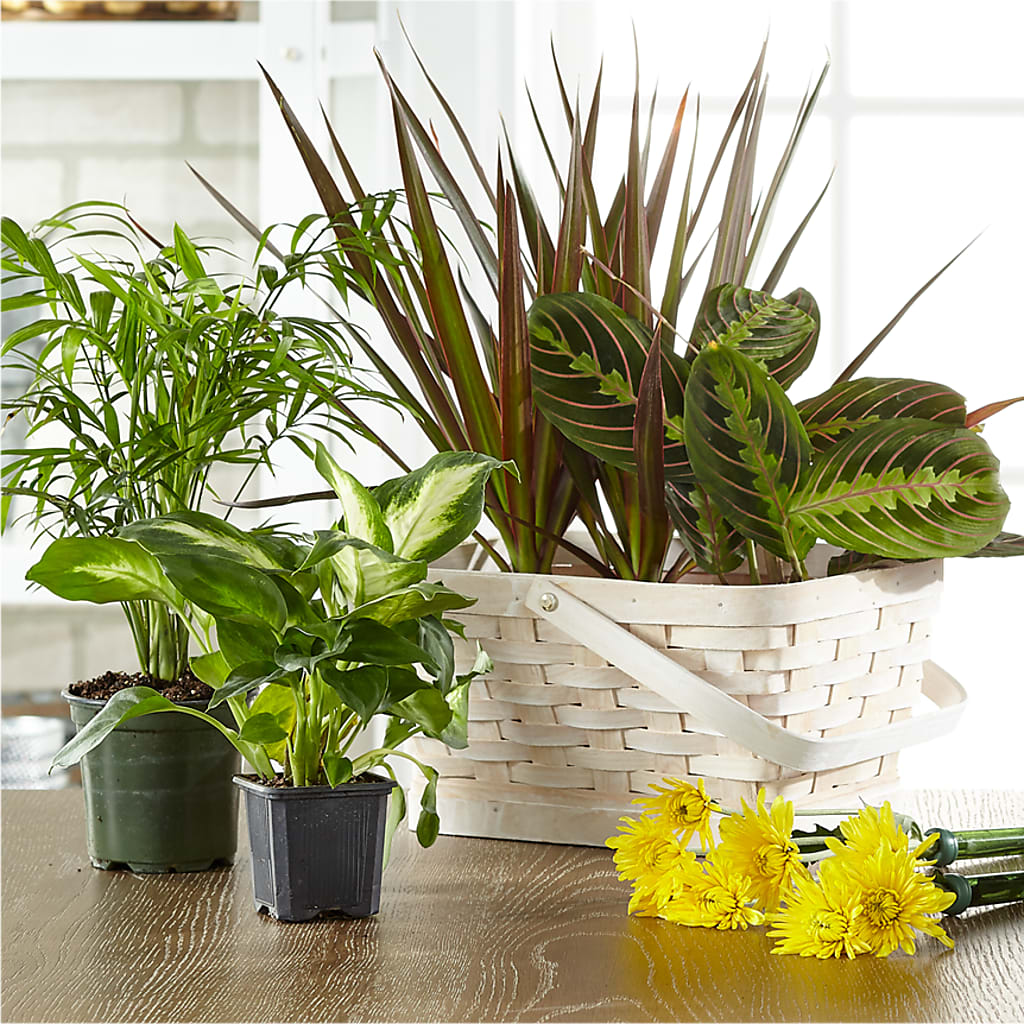 Florist Designed Blooming and Green Plants in a Basket – Hirzel Brothers Greenhouse, Toledo OH