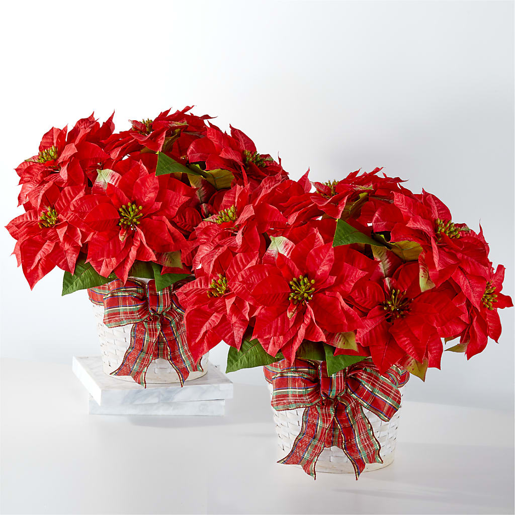 Happiest Holidays Poinsettia Bundle – Hirzel Brothers Greenhouse, Toledo OH