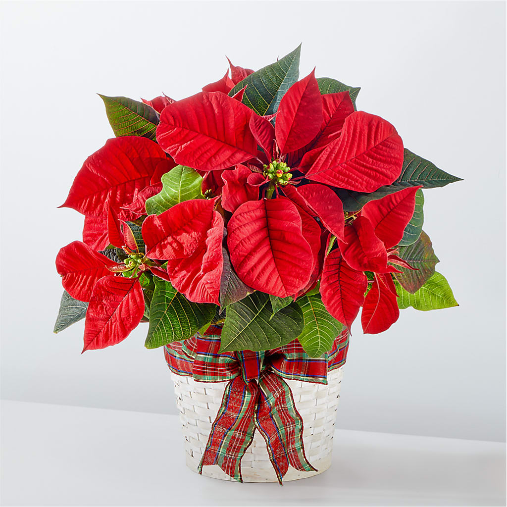 Happiest Holidays Poinsettia – Hirzel Brothers Greenhouse, Toledo OH