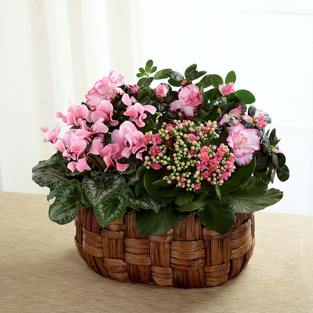 Pink Assortment – Hirzel Brothers Greenhouse, Toledo OH