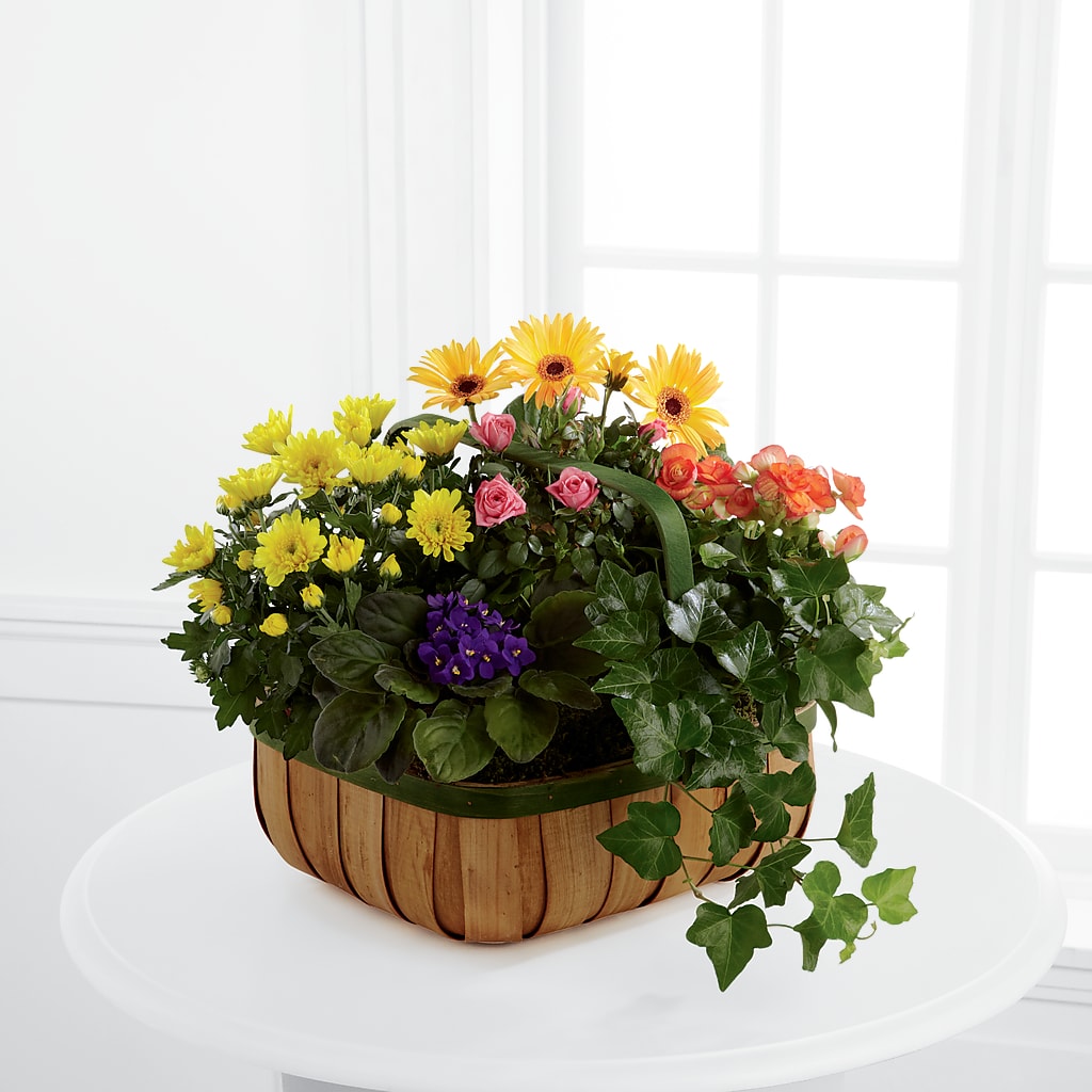 Gentle Blossoms Basket – Hirzel Brothers Greenhouse, Toledo OH