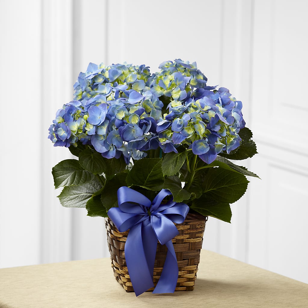 Blue Hydrangea Planter – Hirzel Brothers Greenhouse, Toledo OH