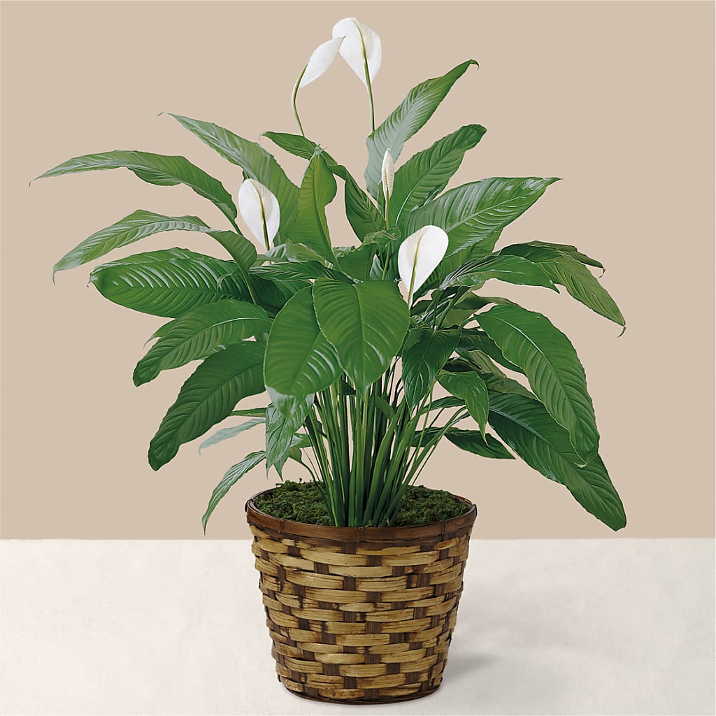 Tranquil Moments Peace Lily Plant – Hirzel Brothers Greenhouse, Toledo OH