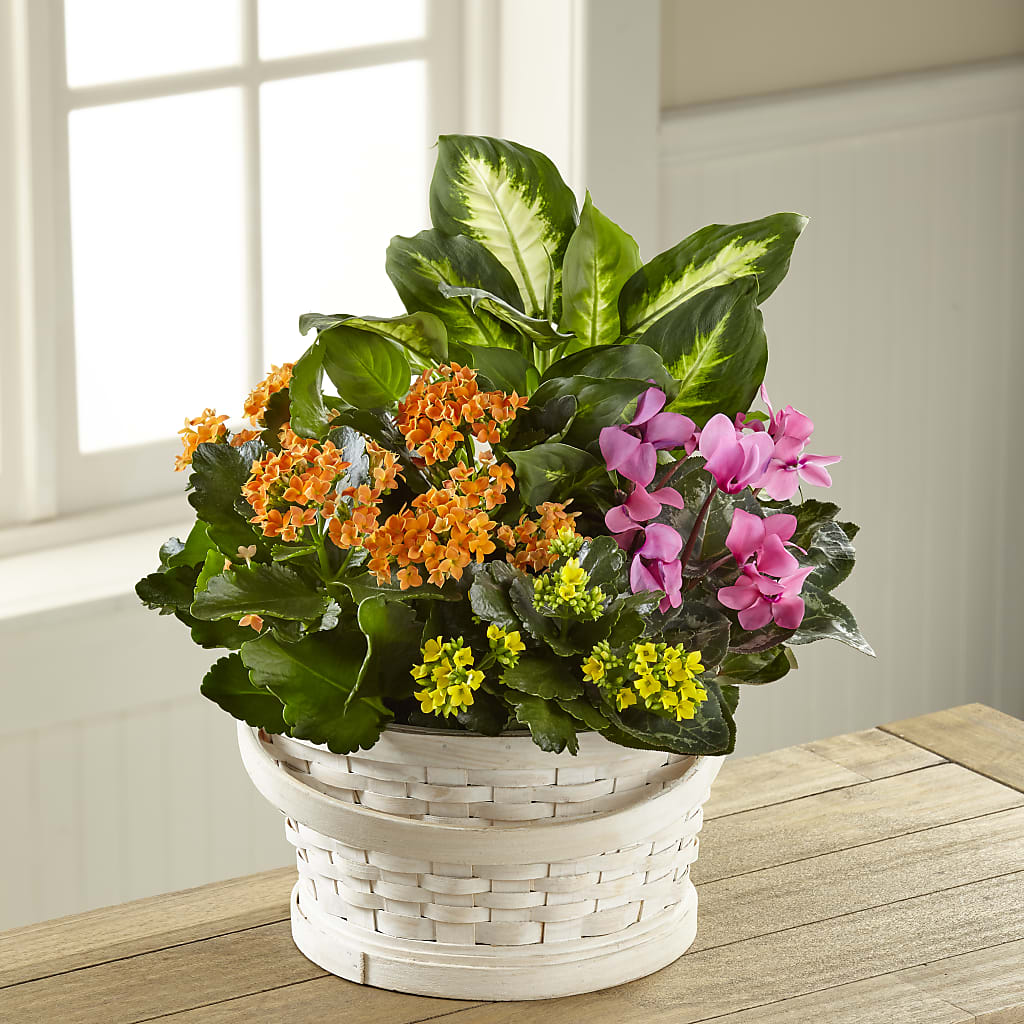 Color Crush Dishgarden – Hirzel Brothers Greenhouse, Toledo OH