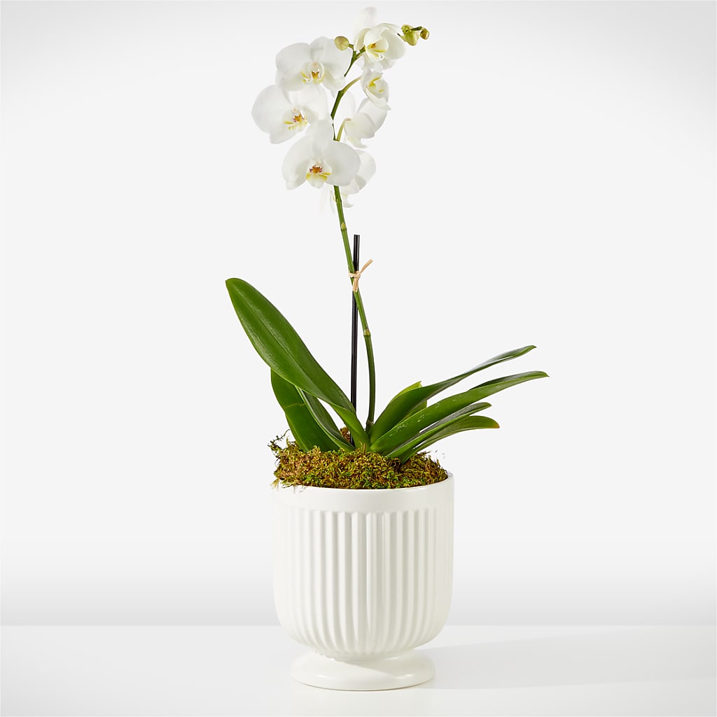 Whispering White Orchid – Hirzel Brothers Greenhouse, Toledo OH