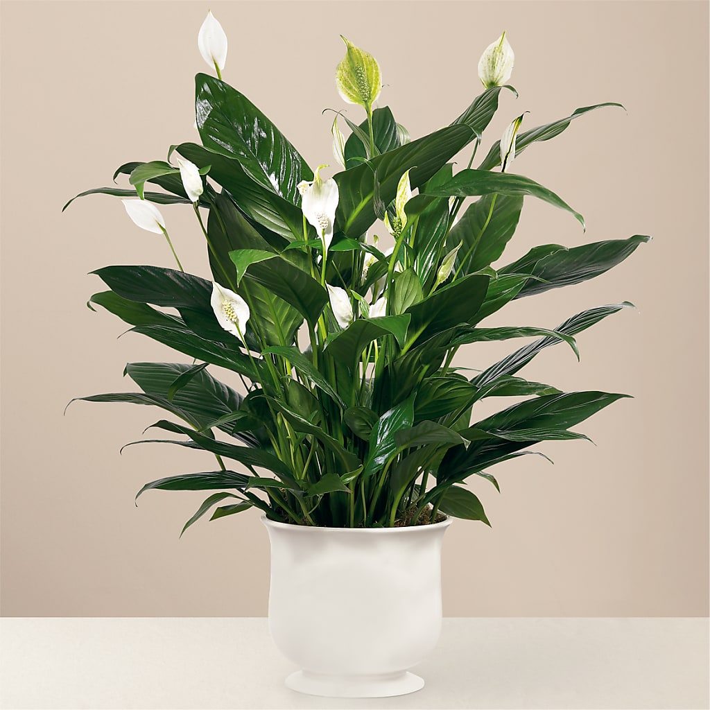 Comfort Planter – Hirzel Brothers Greenhouse, Toledo OH