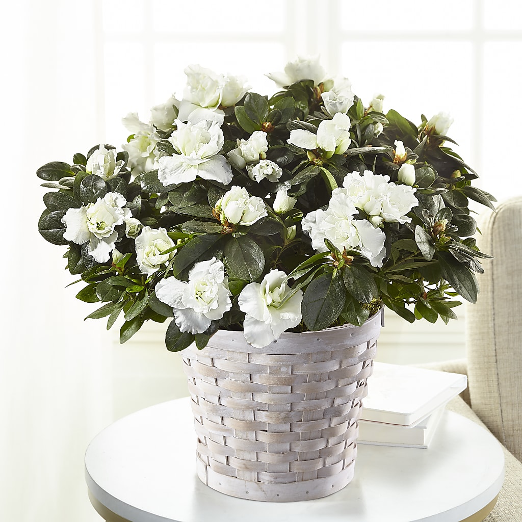 White Azalea Plant – Hirzel Brothers Greenhouse, Toledo OH