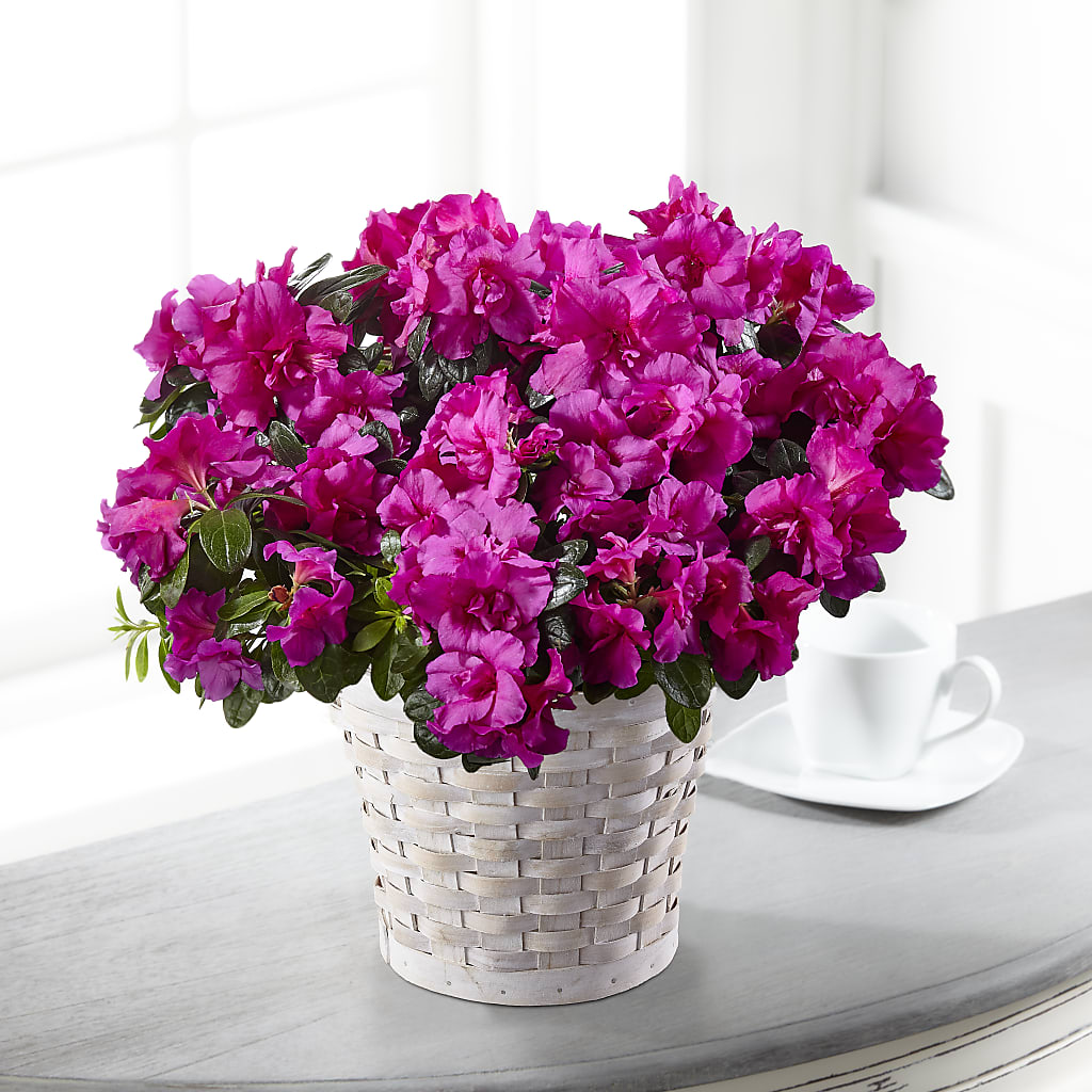 Hope & Serenity Azalea Plant – Hirzel Brothers Greenhouse, Toledo OH