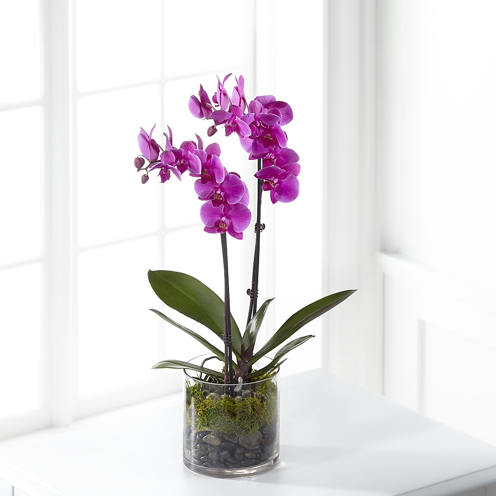 Pink Orchid Plant – Hirzel Brothers Greenhouse, Toledo OH