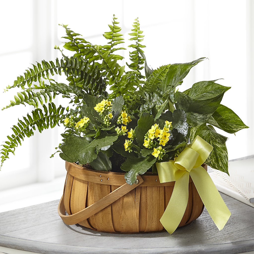 Always Dear Dishgarden – Hirzel Brothers Greenhouse, Toledo OH