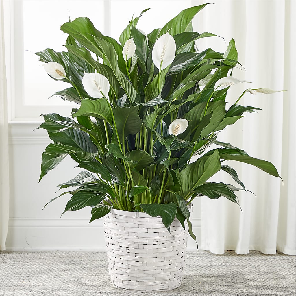 A New Leaf Peace Lily – Hirzel Brothers Greenhouse, Toledo OH