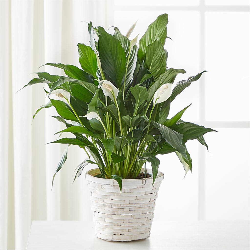 A New Leaf Peace Lily – Hirzel Brothers Greenhouse, Toledo OH