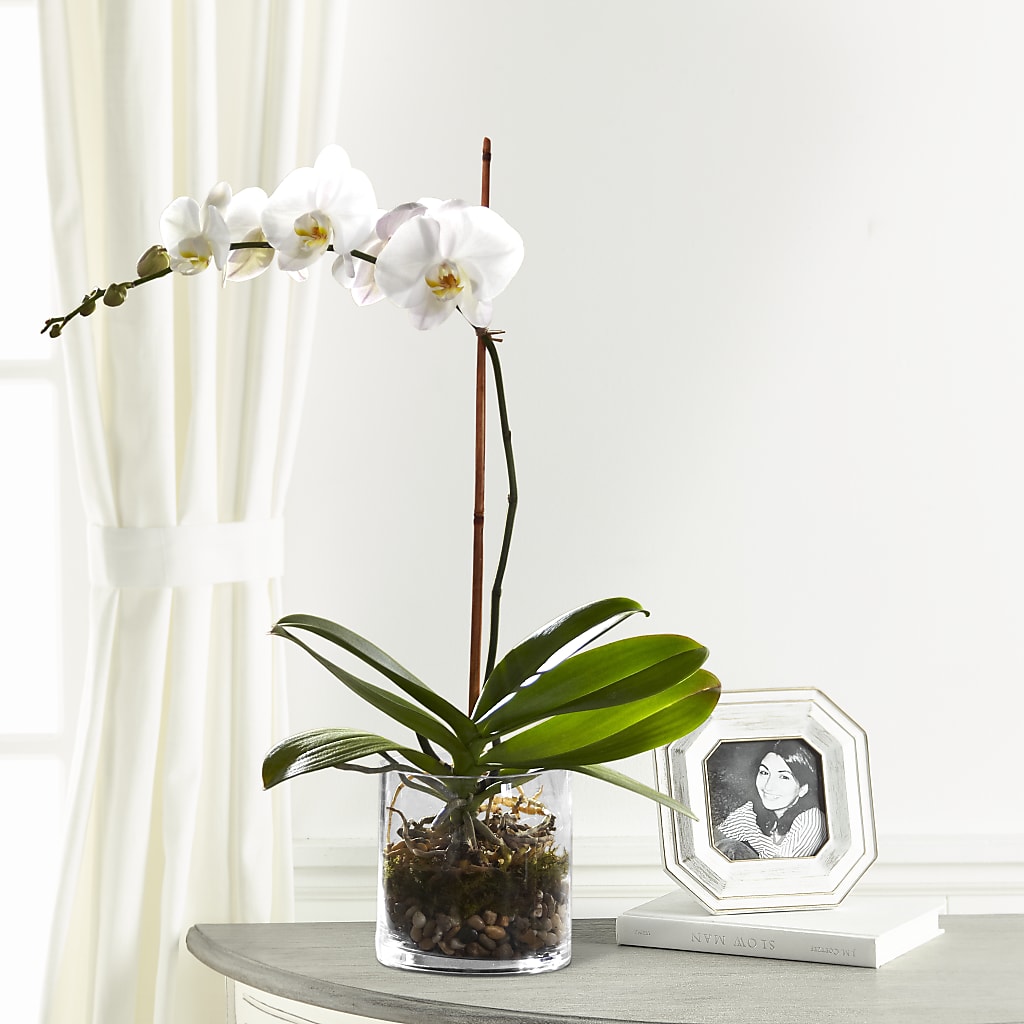White Orchid Planter – Hirzel Brothers Greenhouse, Toledo OH