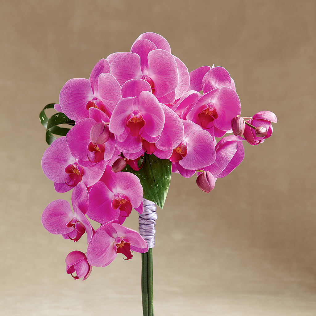 Glorious Bouquet – Hirzel Brothers Greenhouse, Toledo OH