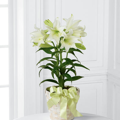 Easter Lily Plant –  Hirzel Brothers Greenhouse, Toledo OH