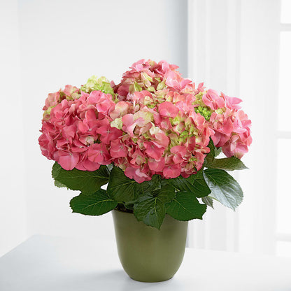 Pink Hydrangea Planter –  Hirzel Brothers Greenhouse, Toledo OH