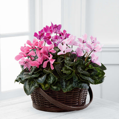 Mixed Cyclamen Planter –  Hirzel Brothers Greenhouse, Toledo OH