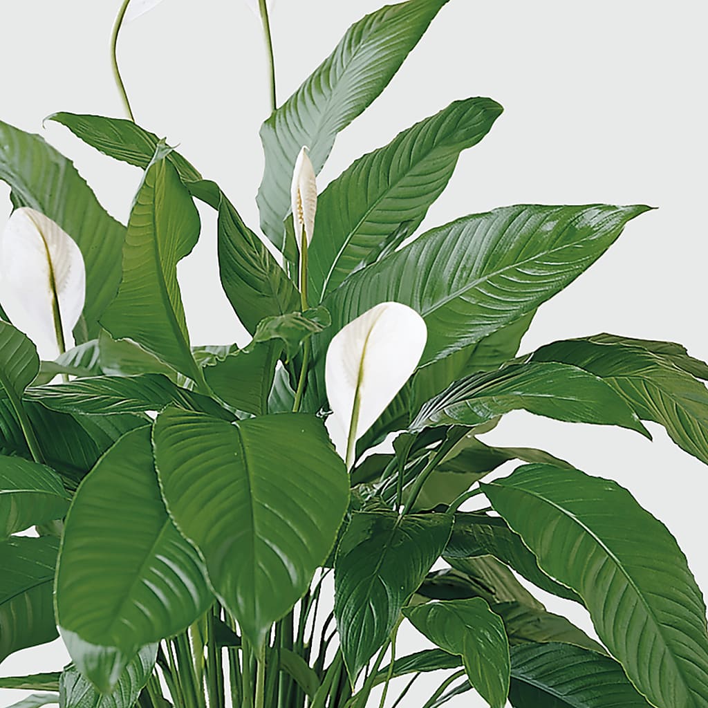 Tranquil Moments Peace Lily Plant –  Hirzel Brothers Greenhouse, Toledo OH