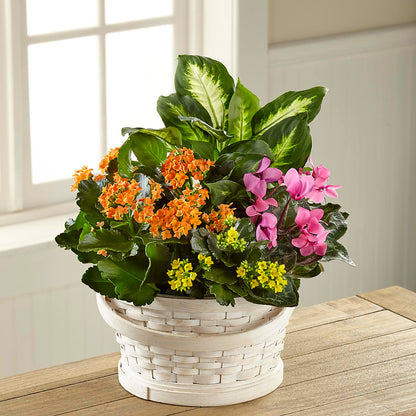 Color Crush Dishgarden –  Hirzel Brothers Greenhouse, Toledo OH