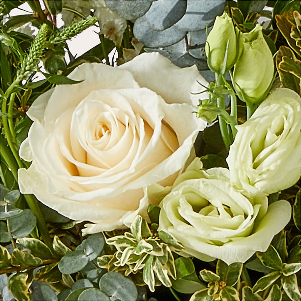 Cashmere Bouquet –  Hirzel Brothers Greenhouse, Toledo OH