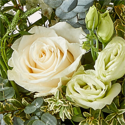 Cashmere Bouquet –  Hirzel Brothers Greenhouse, Toledo OH