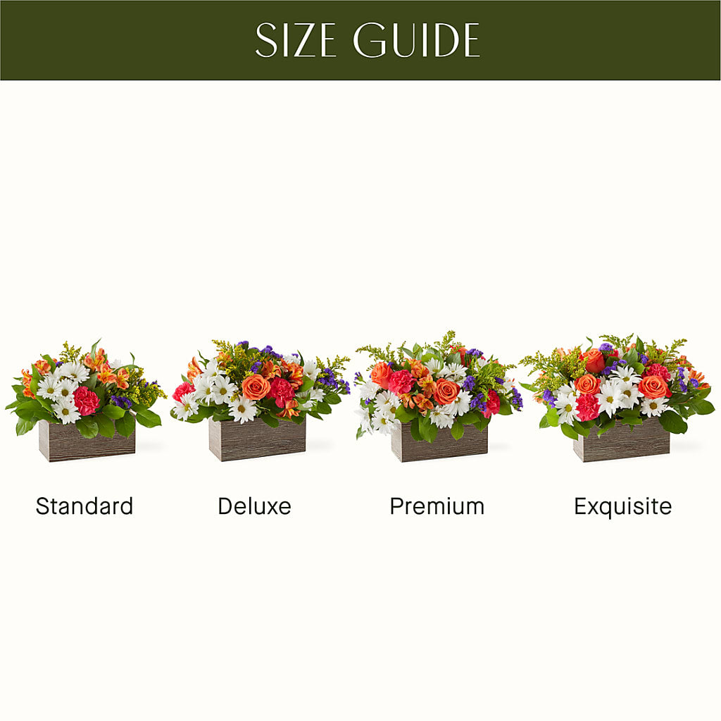 Oopsie Daisy Box Bouquet –  Hirzel Brothers Greenhouse, Toledo OH