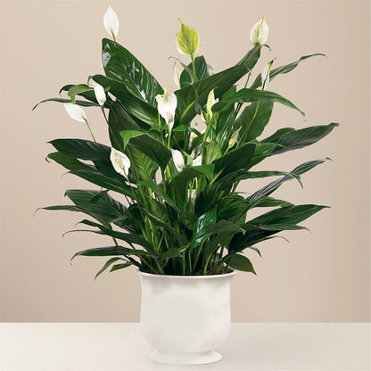 Comfort Planter –  Hirzel Brothers Greenhouse, Toledo OH