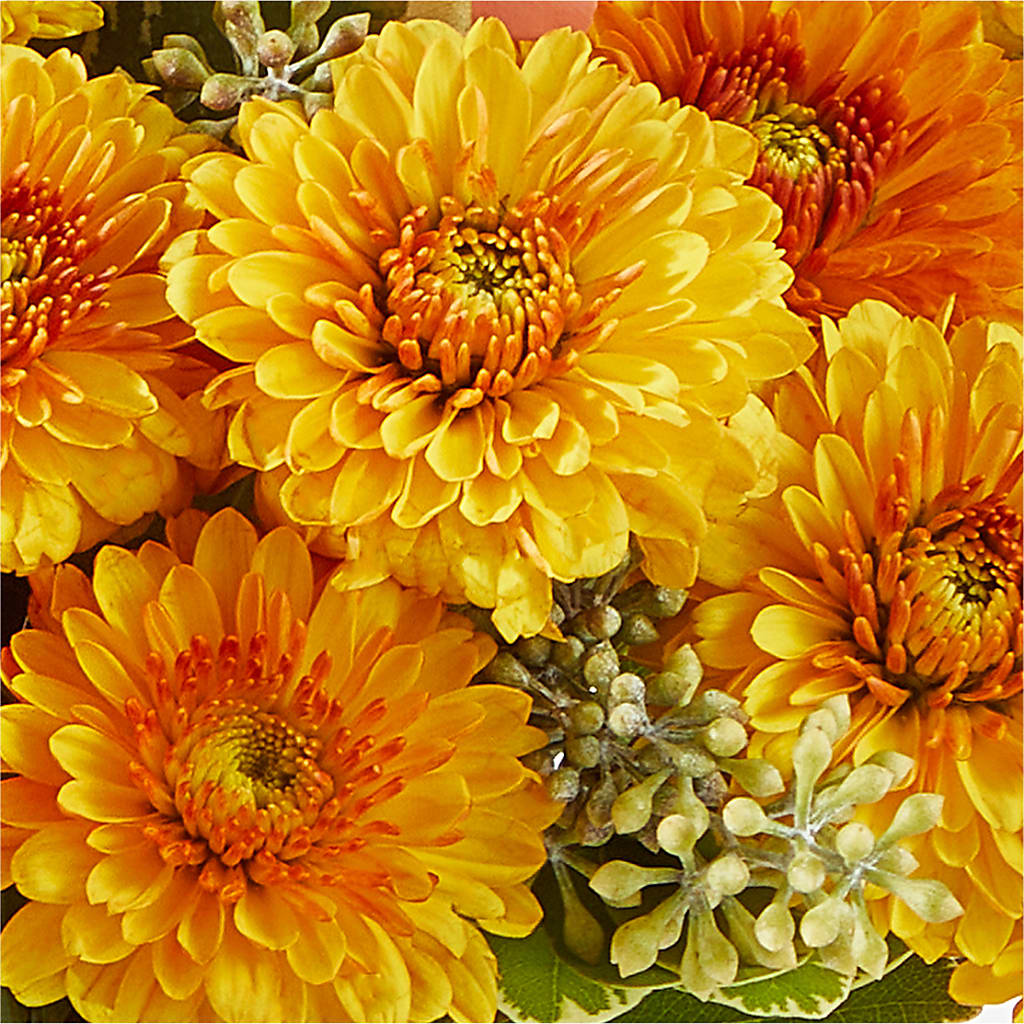 Peachy Pumpkin –  Hirzel Brothers Greenhouse, Toledo OH