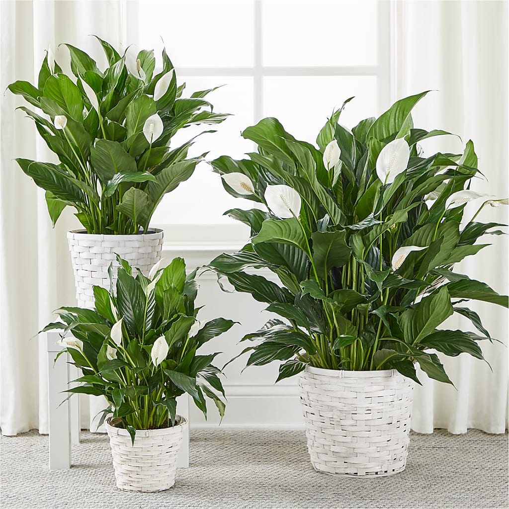 A New Leaf Peace Lily –  Hirzel Brothers Greenhouse, Toledo OH