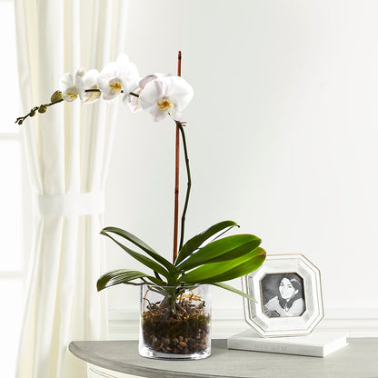 White Orchid Planter –  Hirzel Brothers Greenhouse, Toledo OH