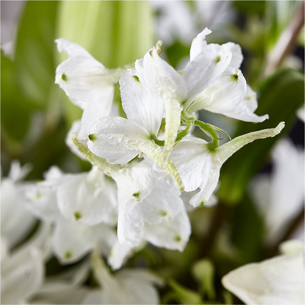 Classic Ivory – A Florist Original –  Hirzel Brothers Greenhouse, Toledo OH