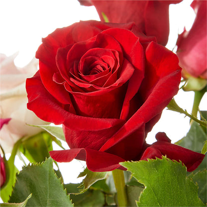 Love Notes Rose Bouquet –  Hirzel Brothers Greenhouse, Toledo OH